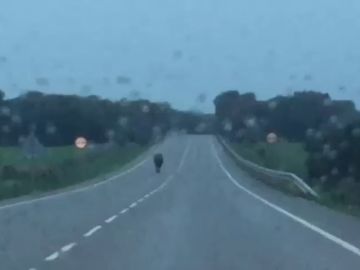 Un toro en mitad de la carretera