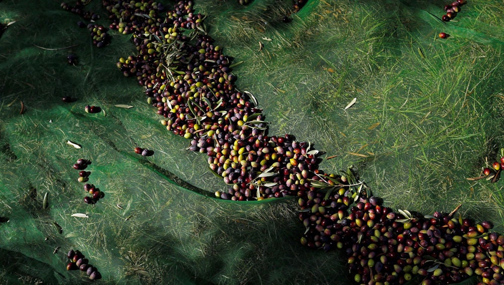 Imagen de aceitunas