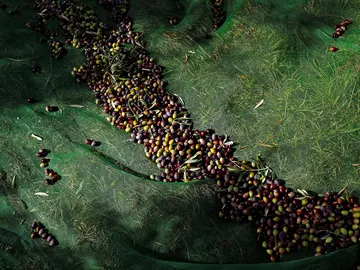 Imagen de aceitunas Imagen de aceitunas
