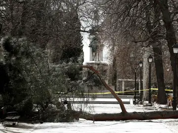 El árbol caído que ha causado la muerte del niño El árbol caído que ha causado la muerte del niño