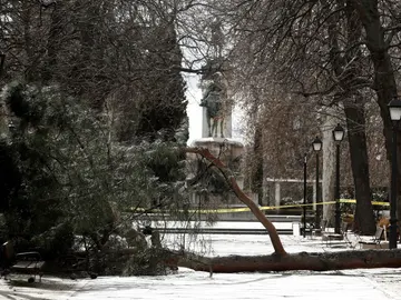 El árbol caído que ha causado la muerte del niño El árbol caído que ha causado la muerte del niño