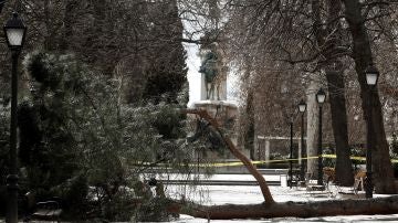 El árbol caído que ha causado la muerte del niño
