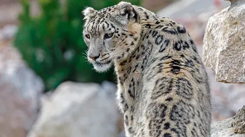 Un leopardo Un leopardo