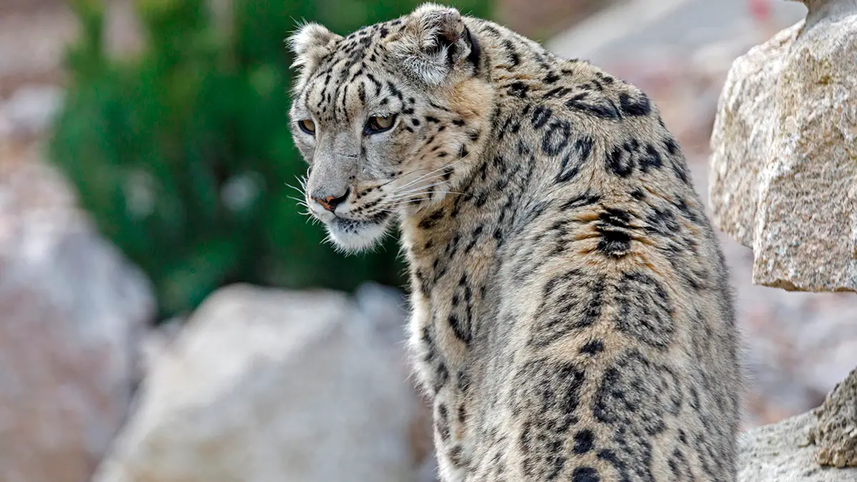 Un leopardo 