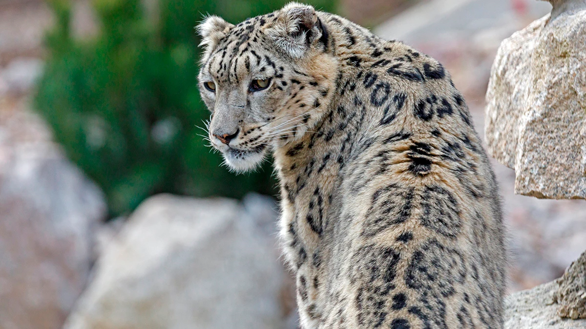 Un leopardo 