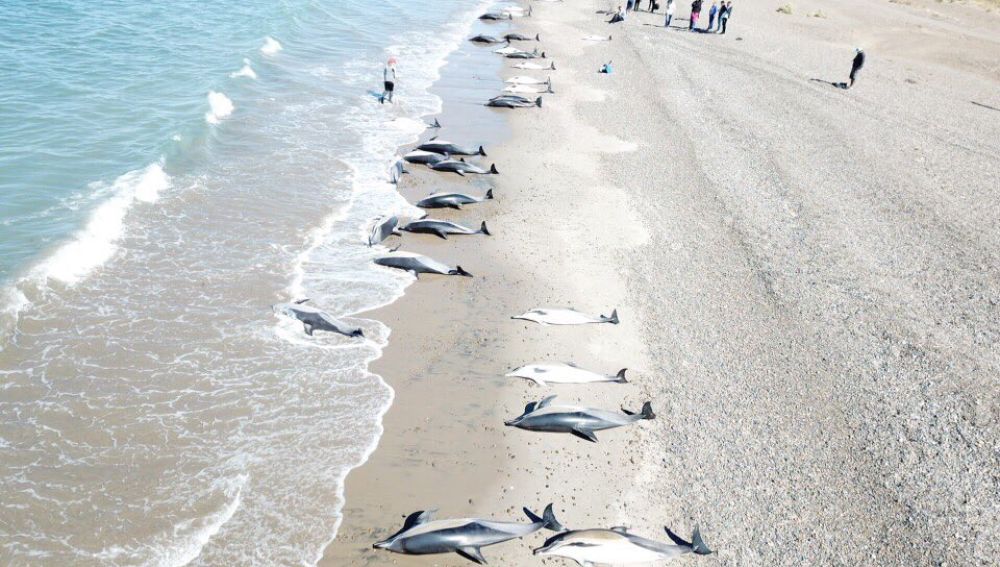 Delfines muertos en una playa de la localidad argentina de Puerto Madryn