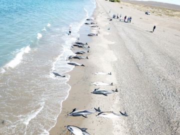 Delfines muertos en una playa de la localidad argentina de Puerto Madryn
