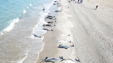 Delfines muertos en una playa de la localidad argentina de Puerto Madryn