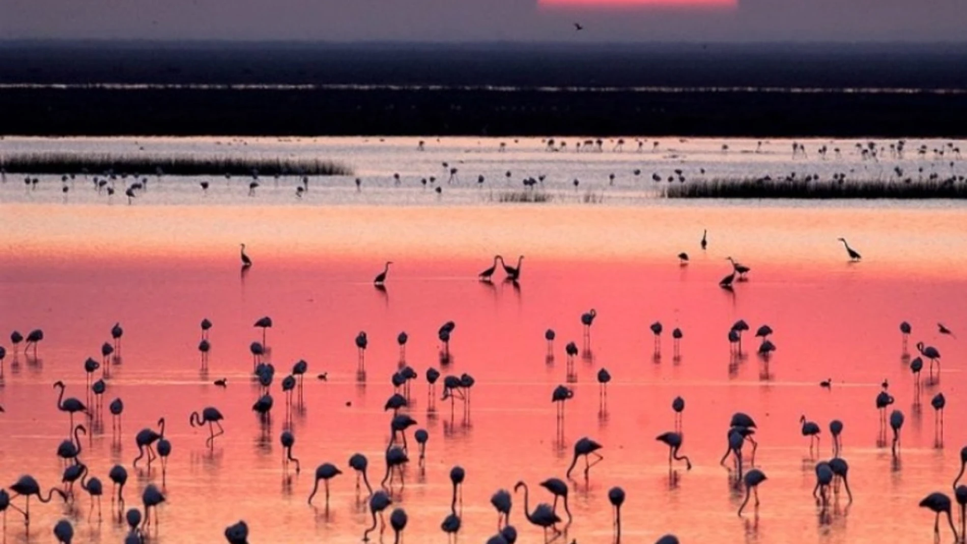 Doñana Doñana