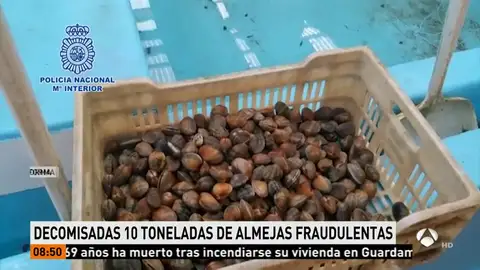 Incautadas 10 toneladas de almejas capturadas ilegalmente Incautadas 10 toneladas de almejas capturadas ilegalmente