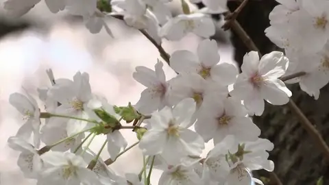 Las flores de cerezo tiñen de rosa a Tokio en su momento álgido de floración Las flores de cerezo tiñen de rosa a Tokio en su momento álgido de floración