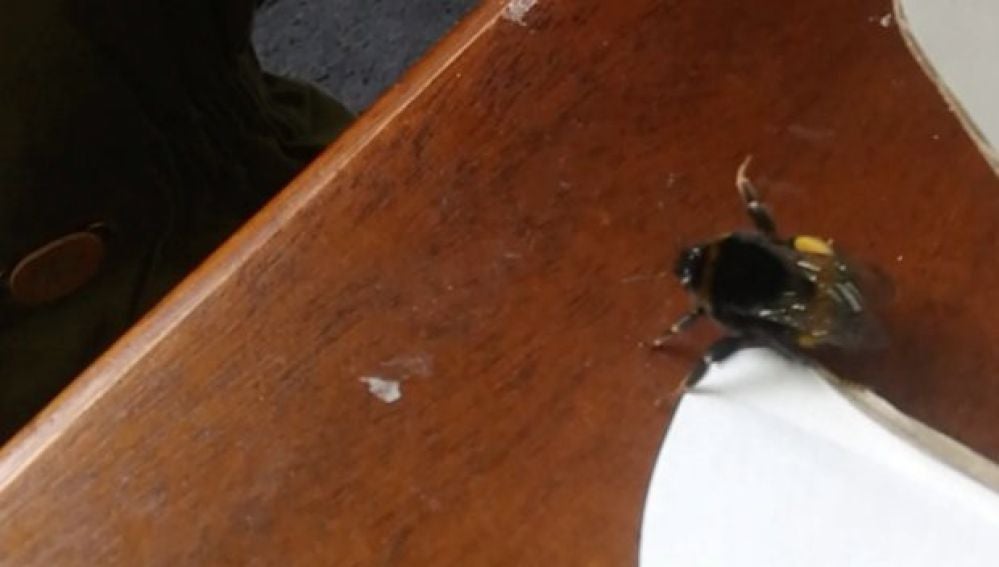 Una abeja 'saluda' con su pata central después de que le salven la vida