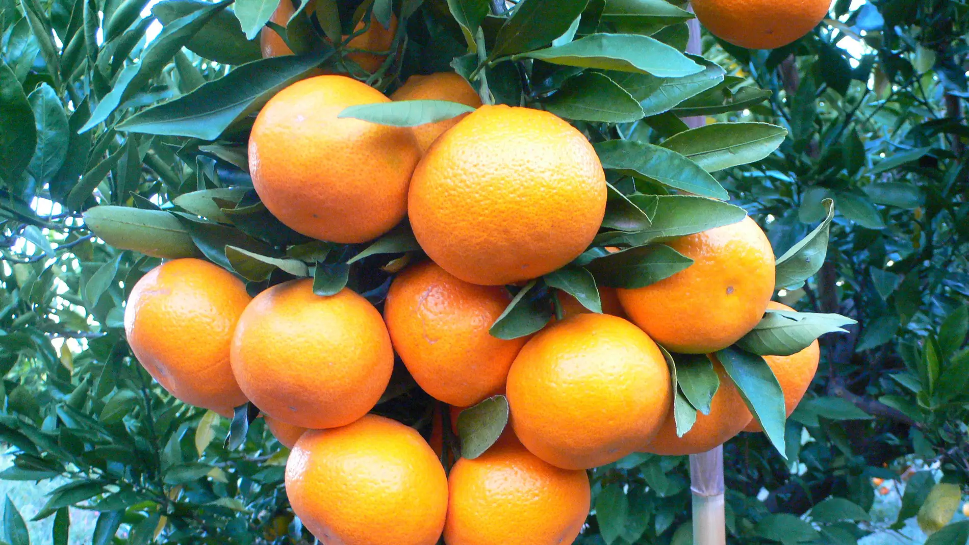Cómo distinguir si una mandarina es buena o mala