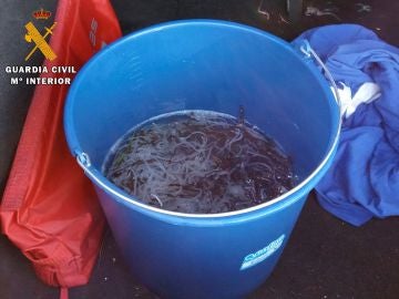Angulas vivas encontradas durante la operación contra la pesca furtiva