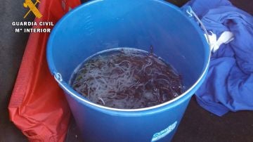 Angulas vivas encontradas durante la operación contra la pesca furtiva