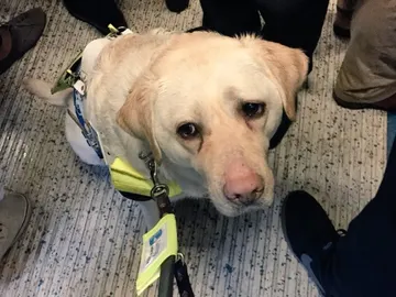 Kika, el perro guía que graba su día a día Kika, el perro guía que graba su día a día