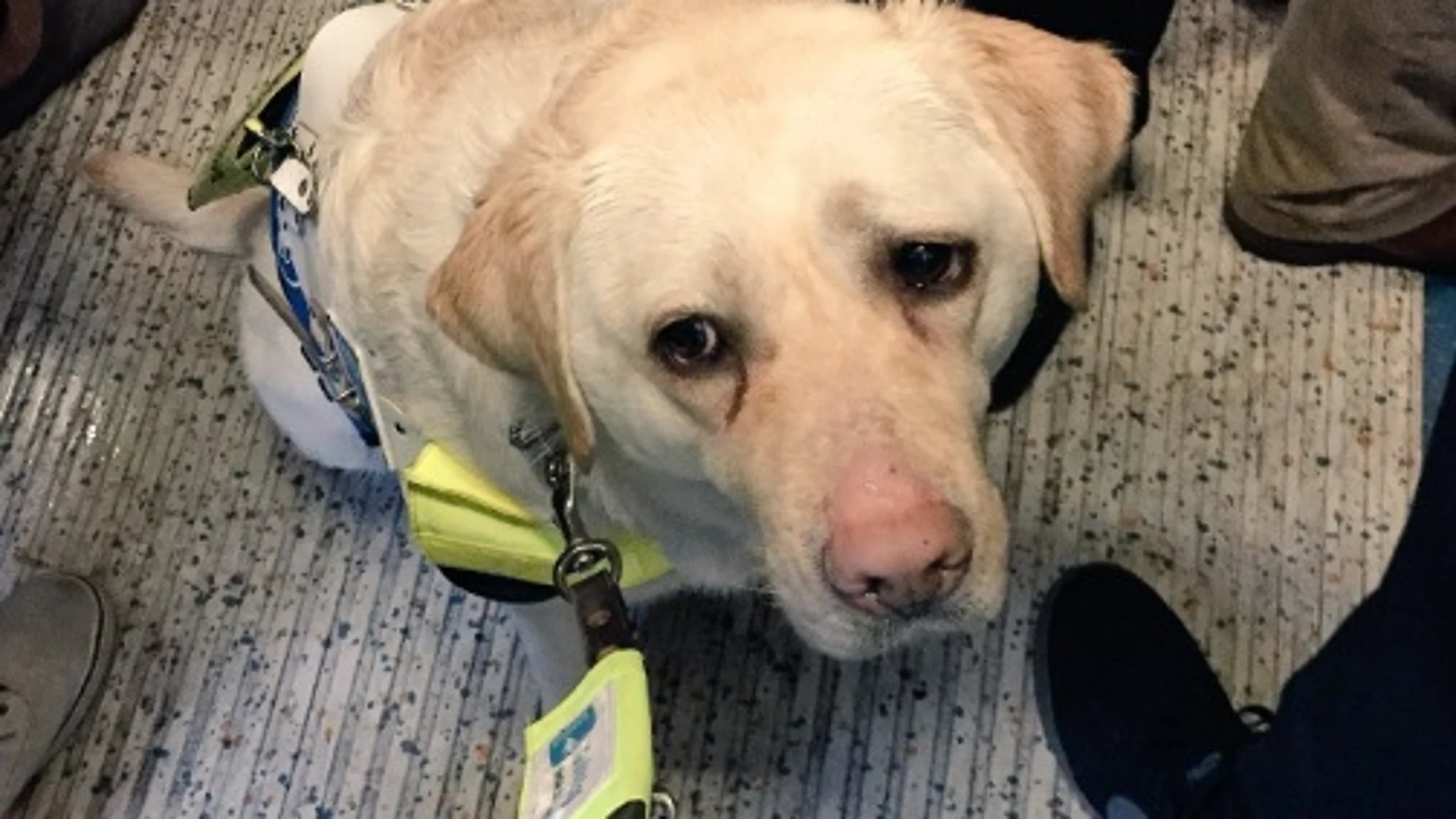 Kika, el perro guía que graba su día a día Kika, el perro guía que graba su día a día
