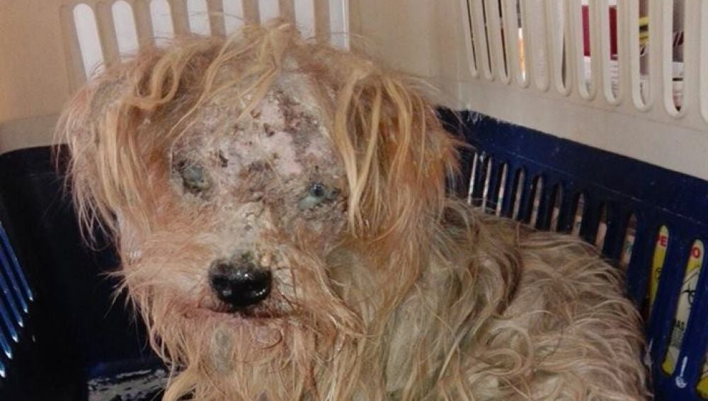 Perro rescatado en Málaga