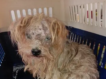 Perro rescatado en Málaga Perro rescatado en Málaga