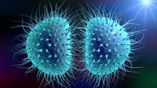 Bacteria 'neisseria gonorrhoeae', causante de la gonorrea