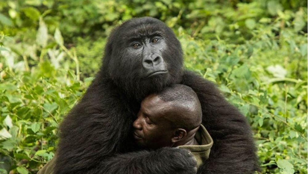 Un gorila abraza a su cuidador