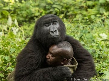 Un gorila abraza a su cuidador