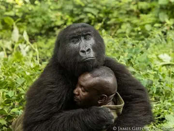 Un gorila abraza a su cuidador Un gorila abraza a su cuidador