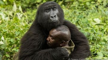 Un gorila abraza a su cuidador
