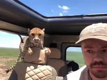 Un guepardo se cuela dentro del jeep de un turista Un guepardo se cuela dentro del jeep de un turista