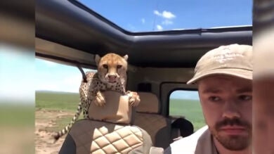 El aterrador momento en el que un guepardo se cuela dentro del jeep de un turista en un safari: 