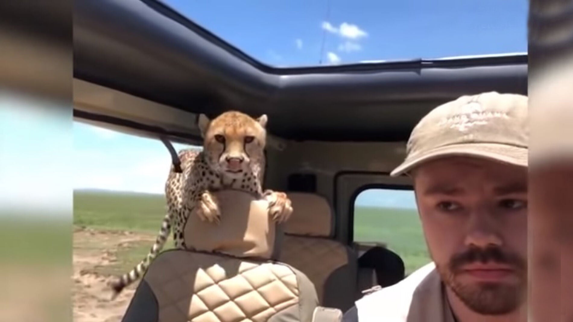 Un guepardo se cuela dentro del jeep de un turista
