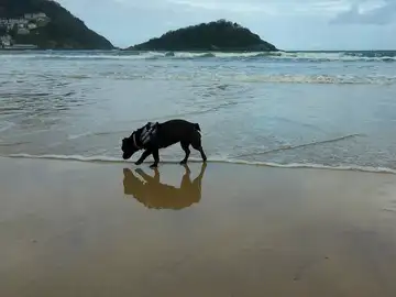 Un perro en la playa Un perro en la playa