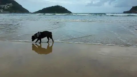 Un perro en la playa Un perro en la playa