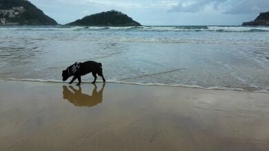 Cada año 140.000 perros son abandonados en España, la mayoría durante las vacaciones de Semana Santa