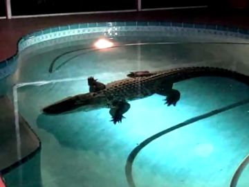 El cocodrilo en la piscina