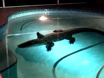 El cocodrilo en la piscina El cocodrilo en la piscina