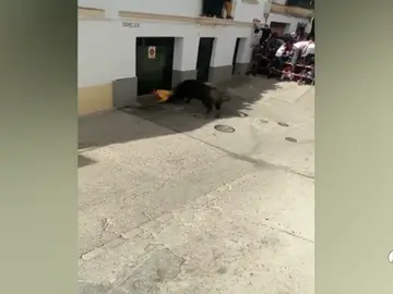 TORO ALELUYA TORO ALELUYA