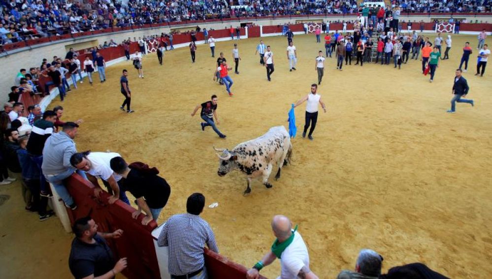 Sin incidentes en el ya tradicional Toro Embolao en Los Barrios (Cádiz)