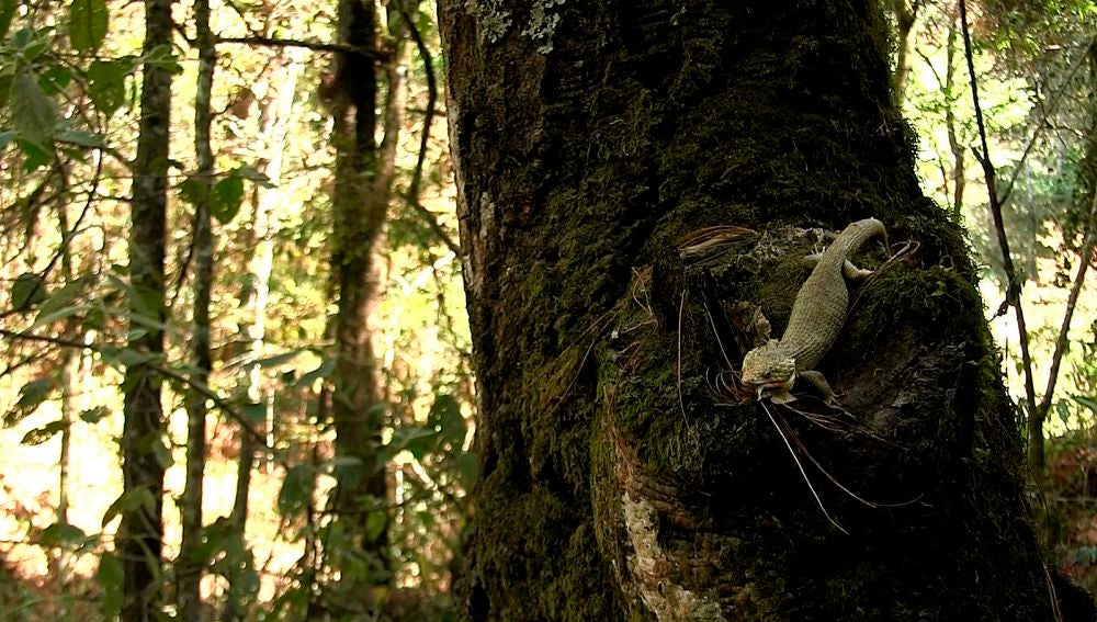 Un lagarto que habita en los bosques del estado de Chiapas