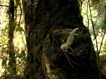 Un lagarto que habita en los bosques del estado de Chiapas Un lagarto que habita en los bosques del estado de Chiapas