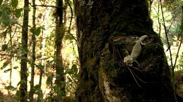 Un lagarto que habita en los bosques del estado de Chiapas 