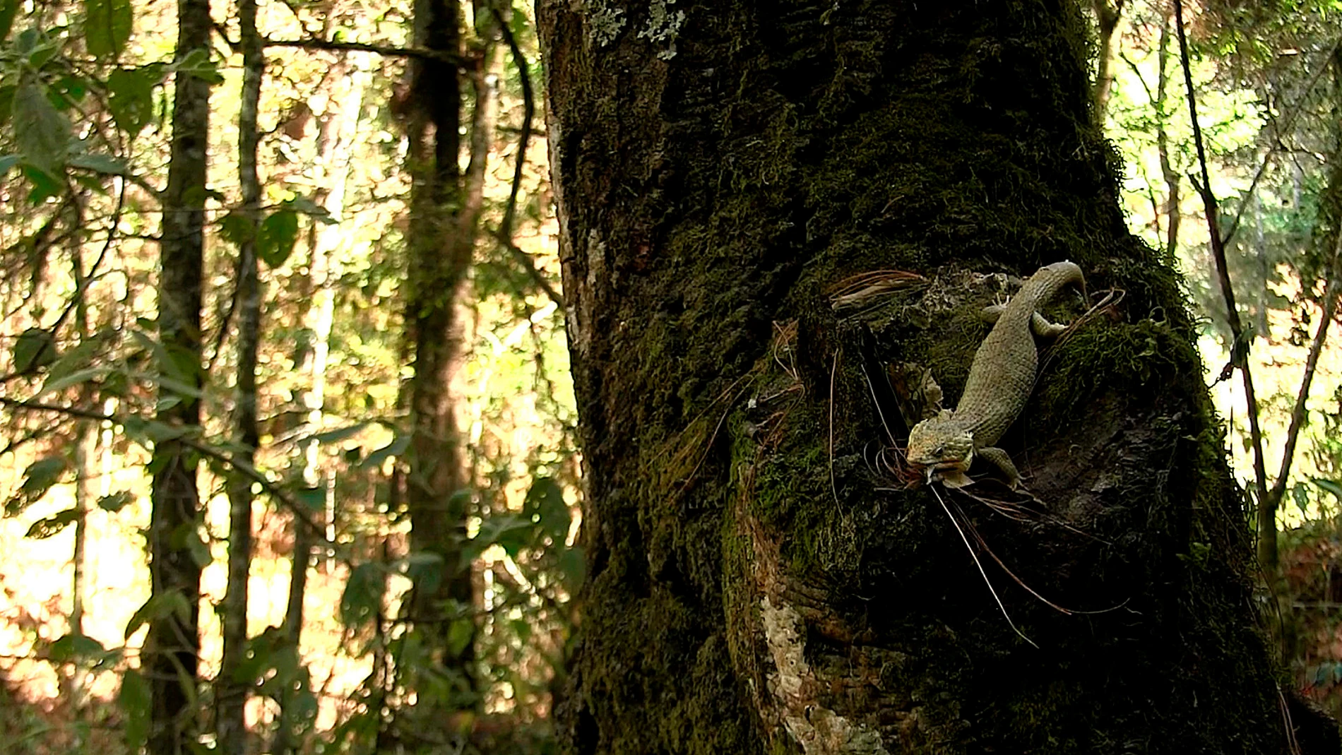 Un lagarto que habita en los bosques del estado de Chiapas Un lagarto que habita en los bosques del estado de Chiapas