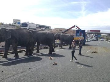 Los elefantes en mitad de la A-30 a su paso por Albacete
