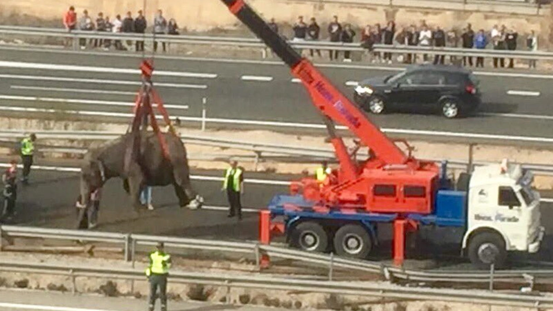 Un elefante es apartado de la vía en Albacete tras un accidente Un elefante es apartado de la vía en Albacete tras un accidente