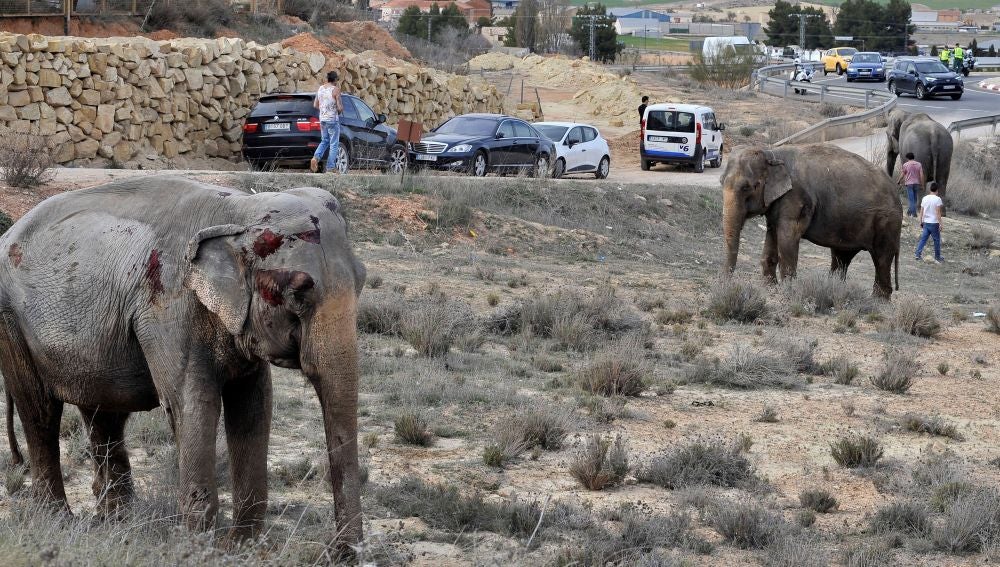 Uno de los elefantes que resultó herido tras volcar el camión