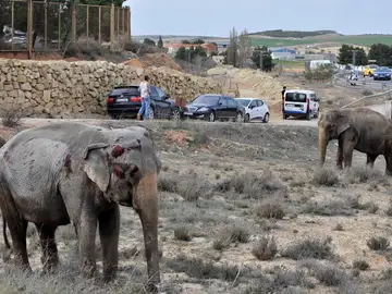 Uno de los elefantes que resultó herido tras volcar el camión Uno de los elefantes que resultó herido tras volcar el camión