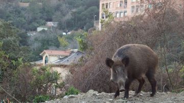 Los jabalíes asaltan la ciudad