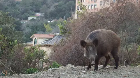Los jabalíes asaltan la ciudad Los jabalíes asaltan la ciudad