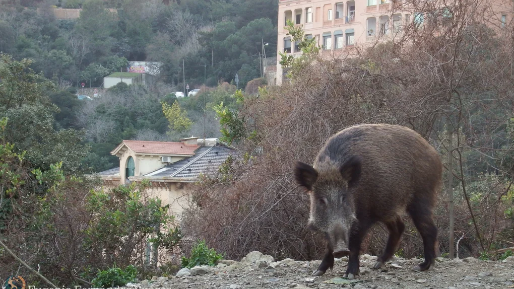 Los jabalíes asaltan la ciudad Los jabalíes asaltan la ciudad