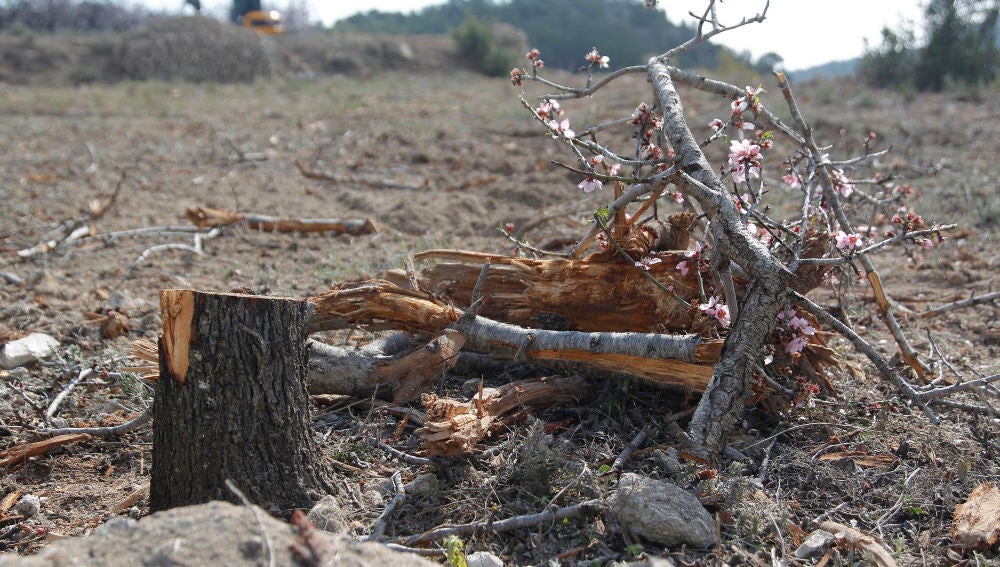 La bacteria que destruye los olivos, viñedos y árboles frutales llega a Madrid